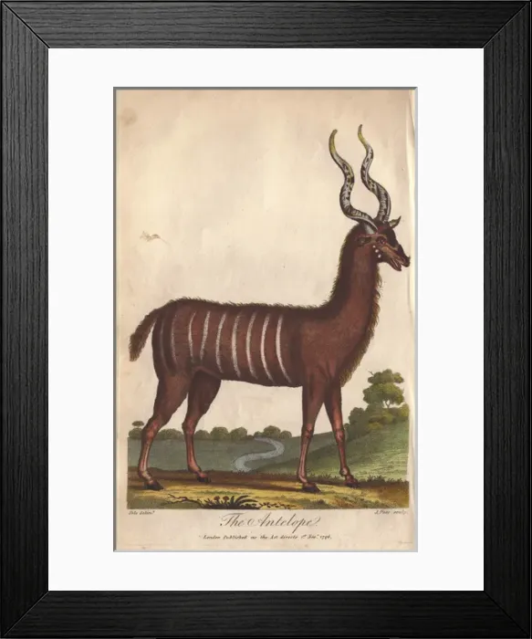 Framed Print : Antelope or impala, Aepyceros melampus Framed Print : Antelope or impala, Aepyceros melampus
