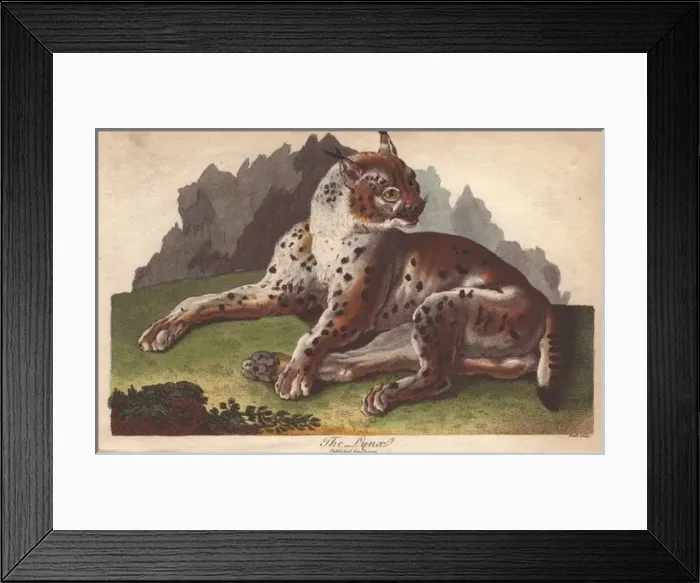 Framed Print : Lynx, Lynx lynx Framed Print : Lynx, Lynx lynx