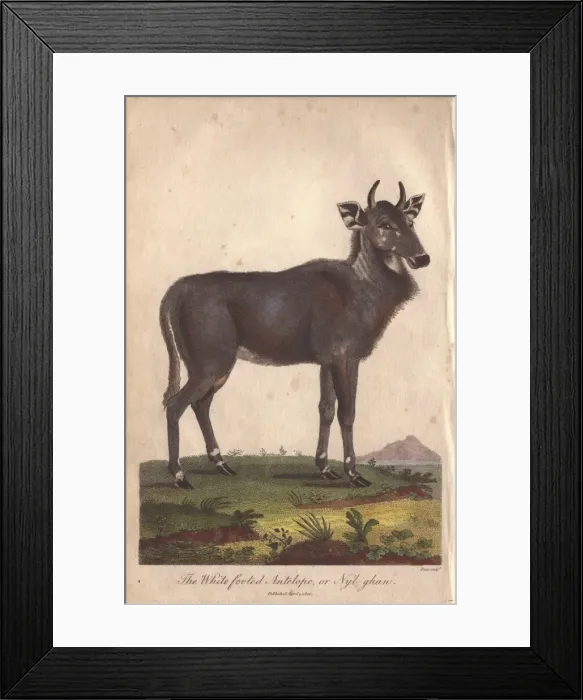 Framed Print : Nilgai, nylghan, or white footed antelope Framed Print : Nilgai, nylghan, or white footed antelope