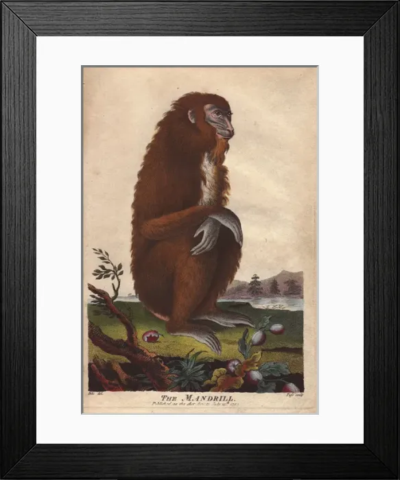Framed Print : Mandrill, Mandrillus sphinx Framed Print : Mandrill, Mandrillus sphinx