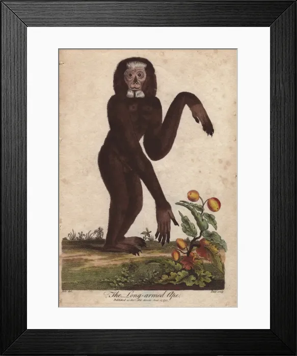 Framed Print : Long-armed ape, Hylobates species Framed Print : Long-armed ape, Hylobates species