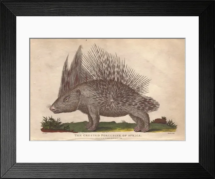 Framed Print : African crested porcupine, Atherurus africanus Framed Print : African crested porcupine, Atherurus africanus