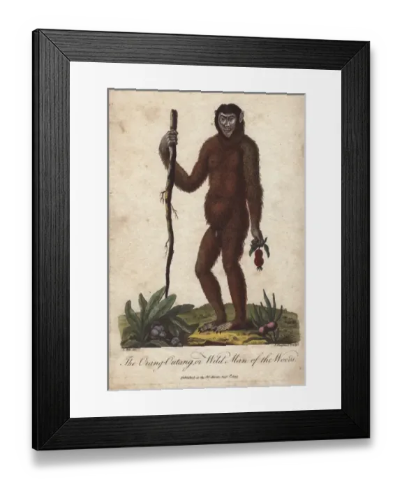 Framed Print : The Orang Utan or Wild Man of the Woods (Pongo Framed Print : The Orang Utan or Wild Man of the Woods (Pongo