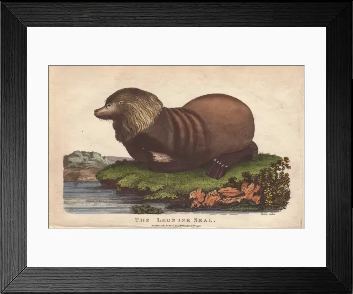 Framed Print : Sealion, Otaria flavescens Framed Print : Sealion, Otaria flavescens