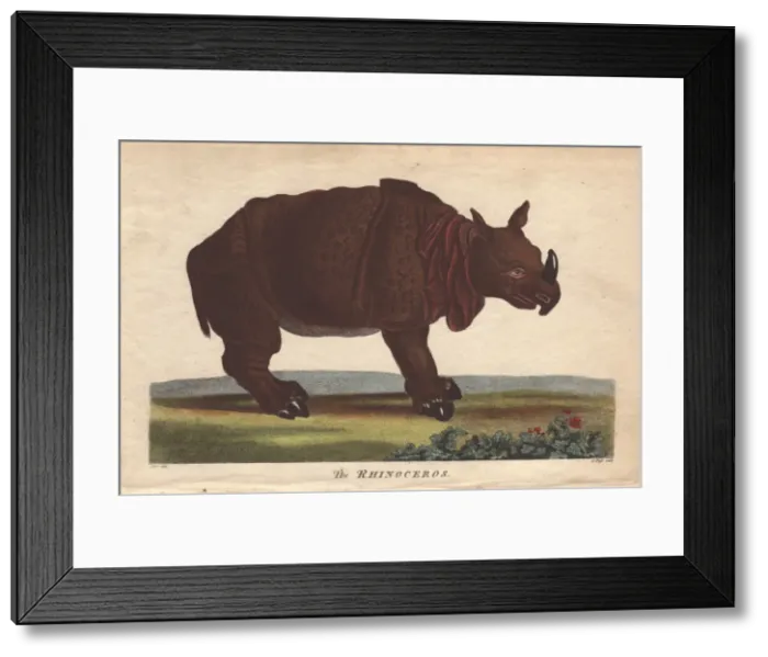Framed Print : Rhinoceros, Diceros bicornis Framed Print : Rhinoceros, Diceros bicornis
