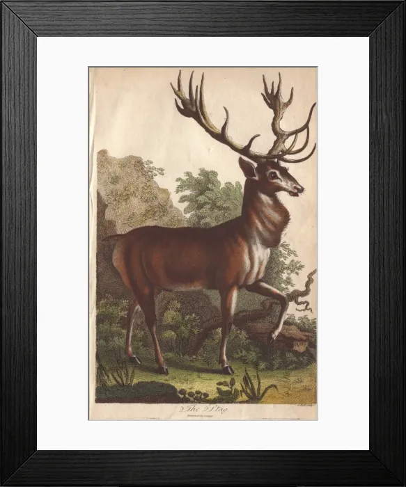 Framed Print : Stag, Cervus elaphus Framed Print : Stag, Cervus elaphus