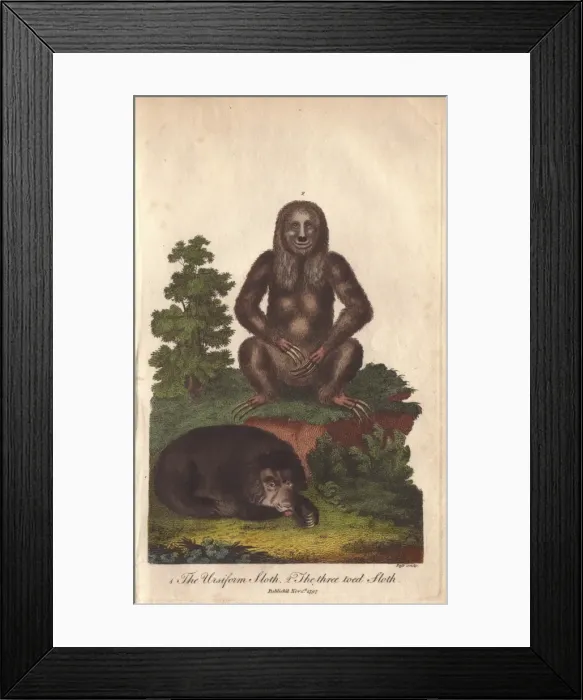 Framed Print : Ursiform sloth, Ursus labiatus, and three-toed Framed Print : Ursiform sloth, Ursus labiatus, and three-toed