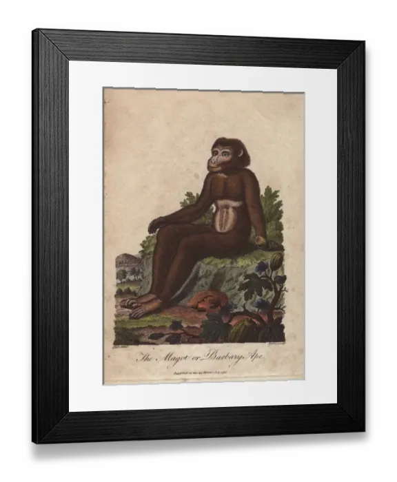 Framed Print : Magot or Barbary ape, Macaca sylvanus Framed Print : Magot or Barbary ape, Macaca sylvanus