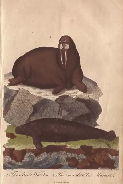 Walrus and manati, Odobenus rosmarus and Trichechus manatus