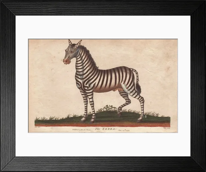 Framed Print : African zebra or Equus zebra Framed Print : African zebra or Equus zebra
