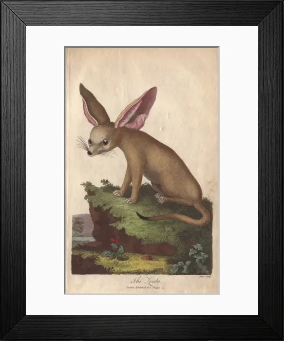 Framed Print : Zerda or fennec fox, Vulpes zerda Framed Print : Zerda or fennec fox, Vulpes zerda