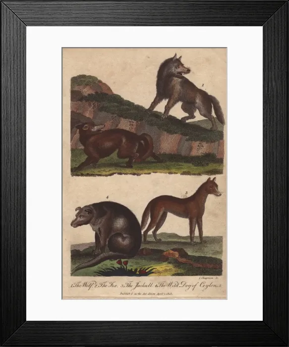 Framed Print : Wolf, fox, jackal, and wild dog of Ceylon Framed Print : Wolf, fox, jackal, and wild dog of Ceylon