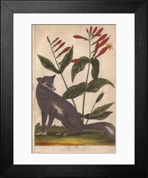 Framed Print : Blue fox, Vulpes lagopus Framed Print : Blue fox, Vulpes lagopus