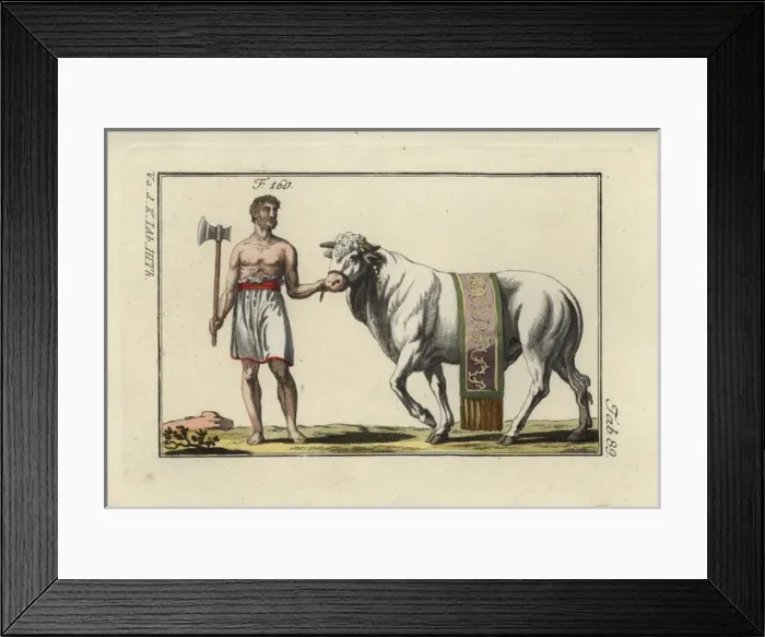 Framed Print : Sacrificial bull in decorative sash led by Framed Print : Sacrificial bull in decorative sash led by