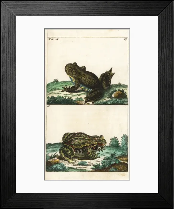 Framed Print : European fire-bellied toad and natterjack toad Framed Print : European fire-bellied toad and natterjack toad