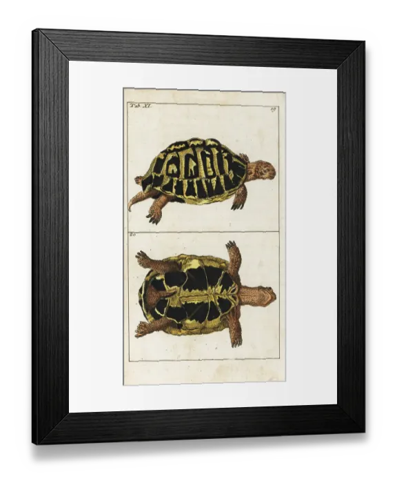 Framed Print : Spur-thighed tortoise or Greek tortoise, Testudo graeca Framed Print : Spur-thighed tortoise or Greek tortoise, Testudo graeca