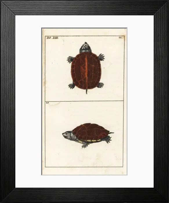 Framed Print : Eastern box turtle, Terrapene carolina carolina Framed Print : Eastern box turtle, Terrapene carolina carolina