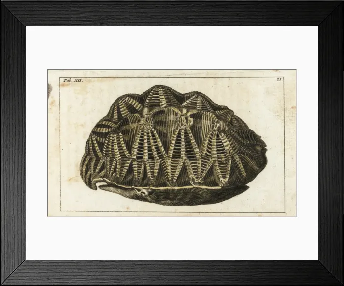 Framed Print : Carapace of the geometric tortoise, Psammobates geometricus Framed Print : Carapace of the geometric tortoise, Psammobates geometricus