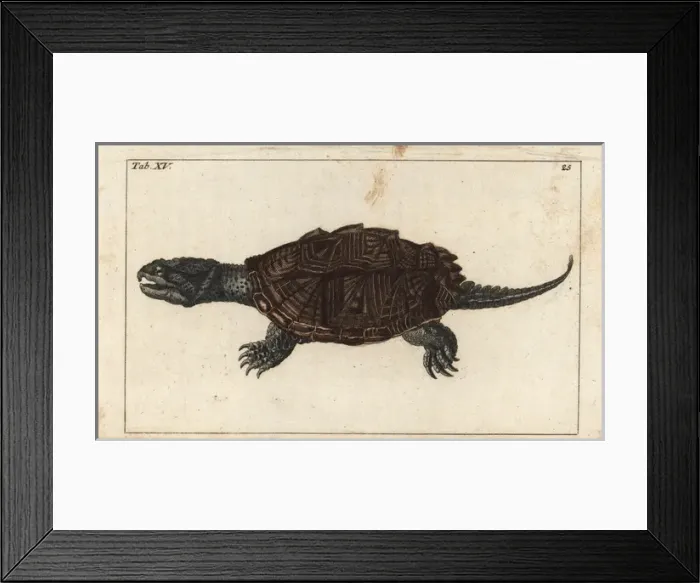 Framed Print : Common snapping turtle, Chelydra serpentina Framed Print : Common snapping turtle, Chelydra serpentina