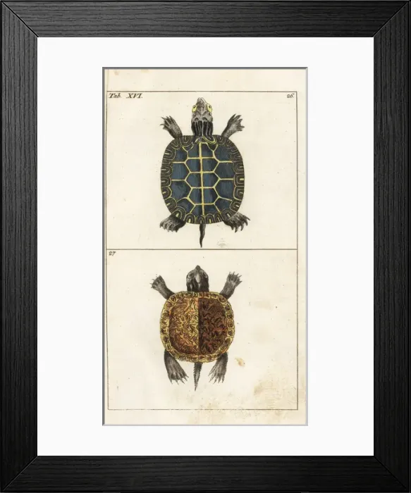 Framed Print : Painted turtle and yellow-bellied slider Framed Print : Painted turtle and yellow-bellied slider