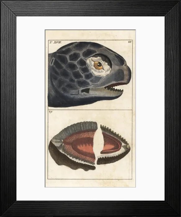 Framed Print : Leatherback sea turtle, Dermochelys coriacea Framed Print : Leatherback sea turtle, Dermochelys coriacea