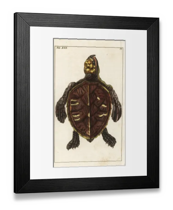 Framed Print : Hawksbill turtle, Eretmochelys imbricata Framed Print : Hawksbill turtle, Eretmochelys imbricata