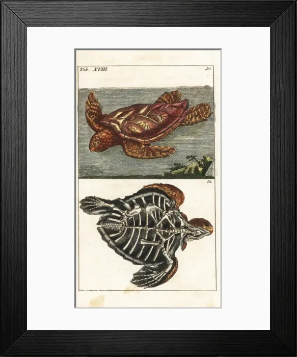 Framed Print : Loggerhead sea turtle, Caretta caretta, and skeleton of same Framed Print : Loggerhead sea turtle, Caretta caretta, and skeleton of same