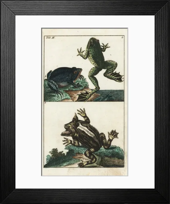 Framed Print : Creole frog, American toad and Surinam horned frog Framed Print : Creole frog, American toad and Surinam horned frog
