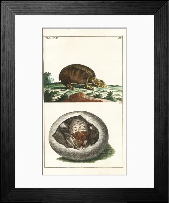 Framed Print : Florida softshell turtle, Apalone ferox, and young in egg Framed Print : Florida softshell turtle, Apalone ferox, and young in egg