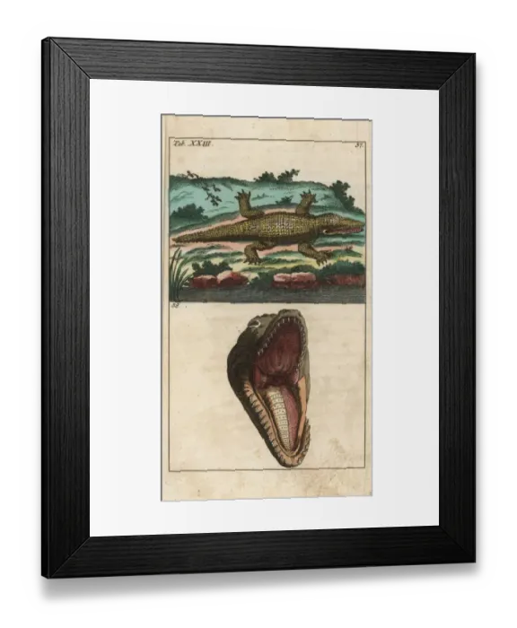 Framed Print : Nile crocodile, Crocodylus niloticus Framed Print : Nile crocodile, Crocodylus niloticus
