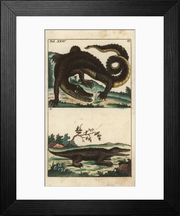 Framed Print : Spectacled caiman, Caiman crocodilus Framed Print : Spectacled caiman, Caiman crocodilus