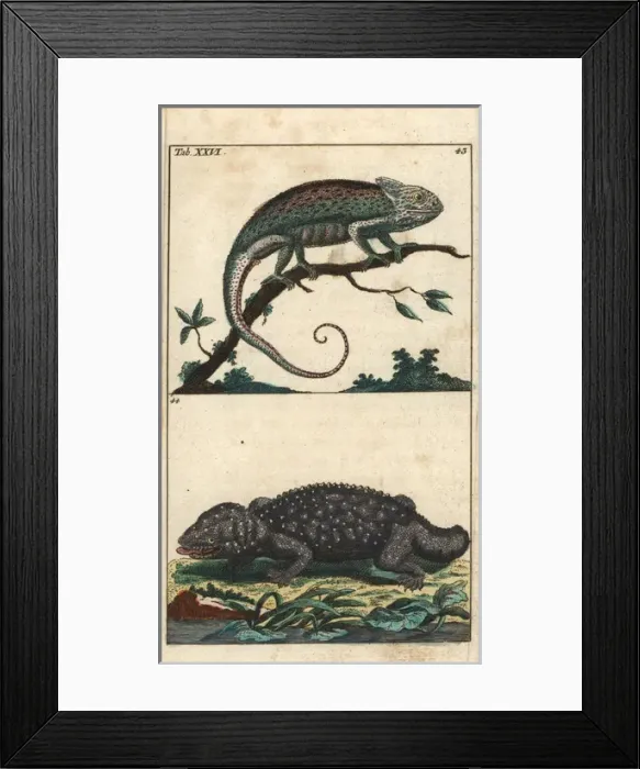 Framed Print : Mediterranean chameleon and tokay gecko Framed Print : Mediterranean chameleon and tokay gecko