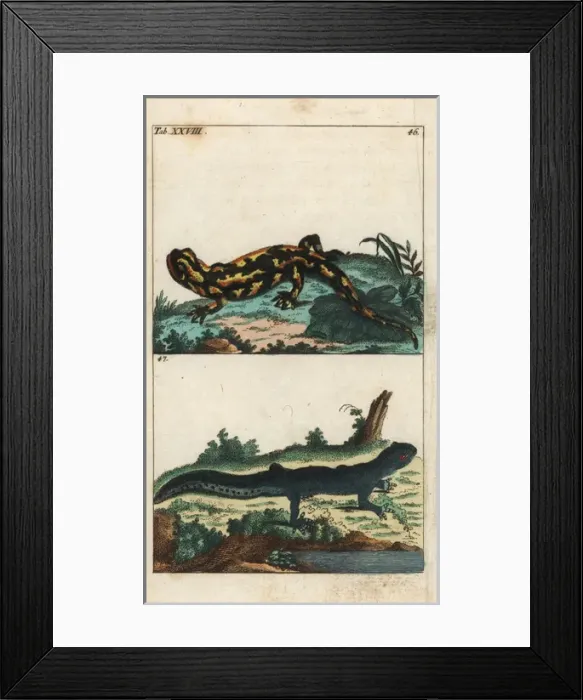 Framed Print : Fire salamander and common newt Framed Print : Fire salamander and common newt