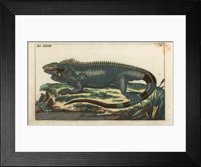 Framed Print : Green iguana, Iguana iguana Framed Print : Green iguana, Iguana iguana