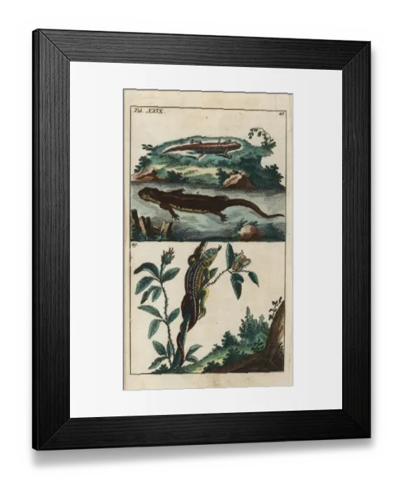 Framed Print : Smooth newt and sand lizard Framed Print : Smooth newt and sand lizard