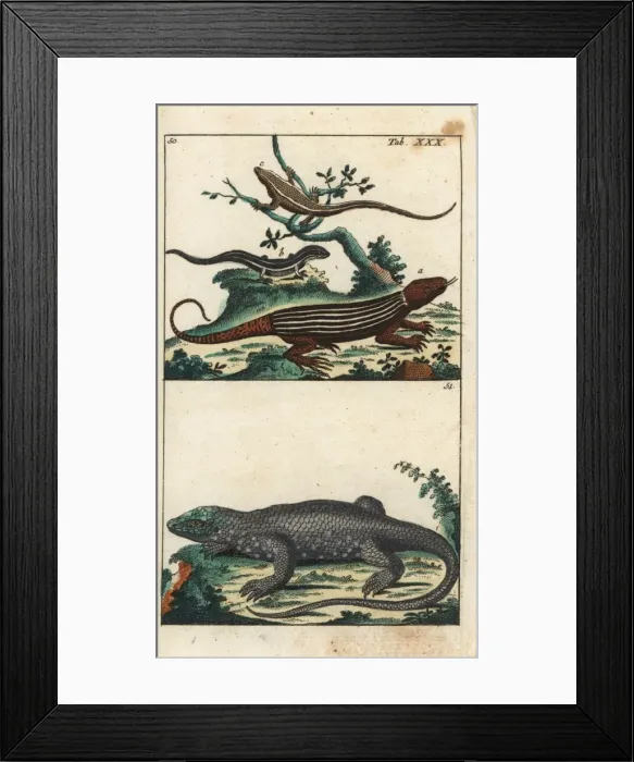 Framed Print : Rainbow whiptail and dotted skink Framed Print : Rainbow whiptail and dotted skink