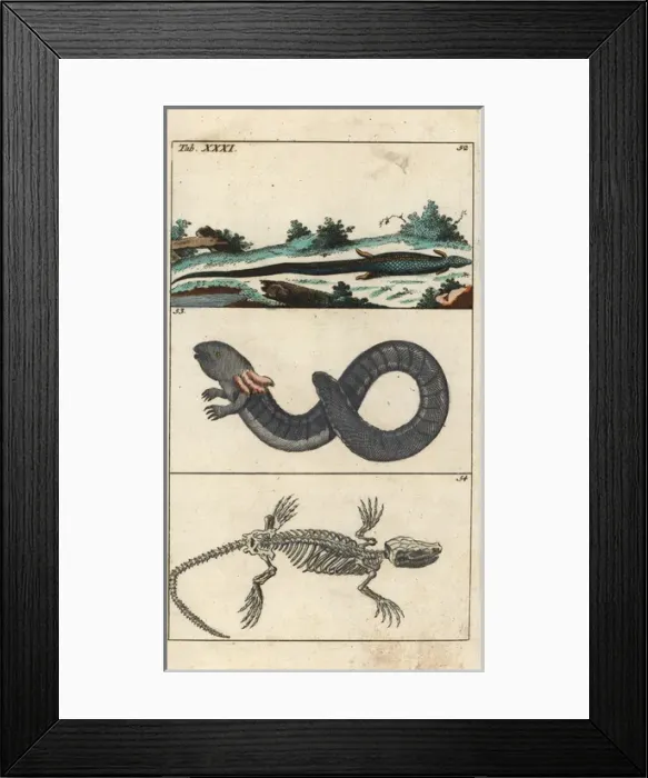 Framed Print : Cape grass lizard, greater siren and lizard skeleton Framed Print : Cape grass lizard, greater siren and lizard skeleton