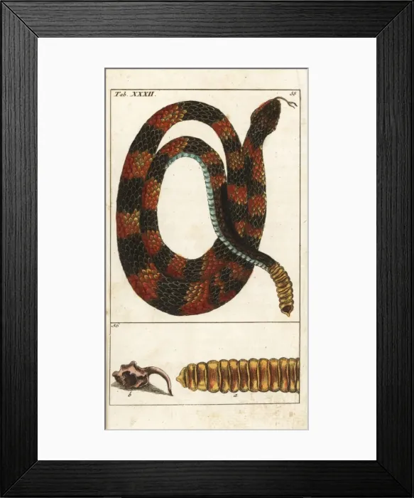 Framed Print : Timber rattlesnake, Crotalus horridus Framed Print : Timber rattlesnake, Crotalus horridus