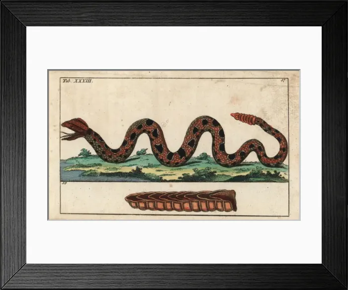 Framed Print : Ground rattlesnake, Sistrurus miliarius Framed Print : Ground rattlesnake, Sistrurus miliarius