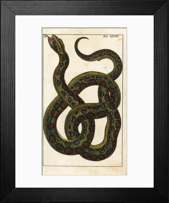 Framed Print : Boa constrictor Framed Print : Boa constrictor