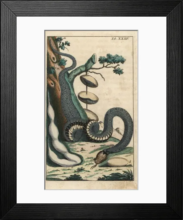Framed Print : Grass snake, Natrix natrix Framed Print : Grass snake, Natrix natrix
