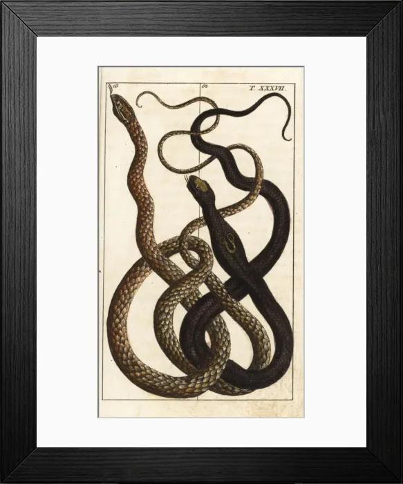 Framed Print : Indian cobra and Malayan vine snake Framed Print : Indian cobra and Malayan vine snake