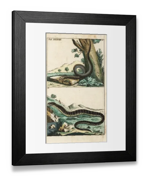 Framed Print : Slow-worm or blind worm and eastern glass lizard Framed Print : Slow-worm or blind worm and eastern glass lizard