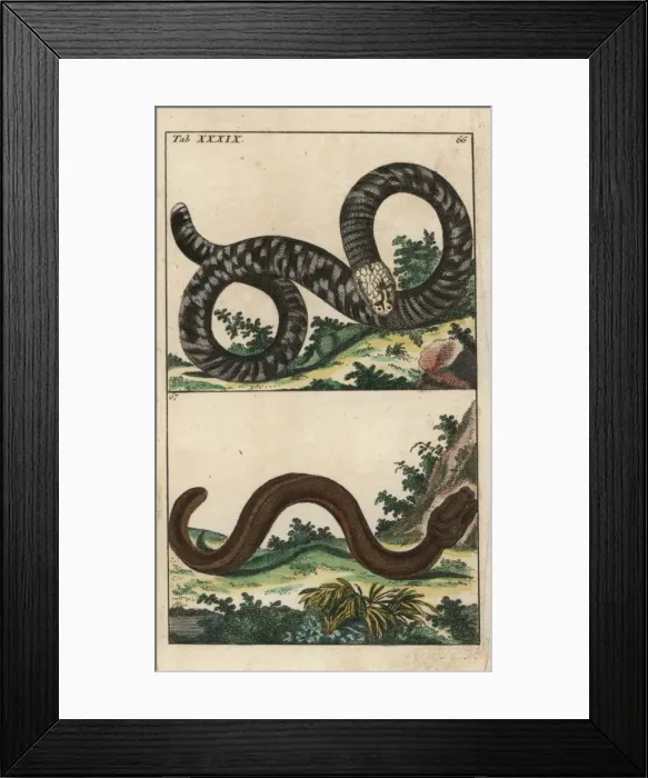 Framed Print : Black and white worm lizard and Guayaquil caecilian Framed Print : Black and white worm lizard and Guayaquil caecilian