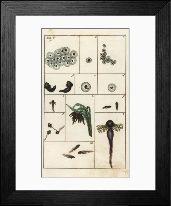 Framed Print : Metamorphosis of the common brown frog, Rana temporaria Framed Print : Metamorphosis of the common brown frog, Rana temporaria