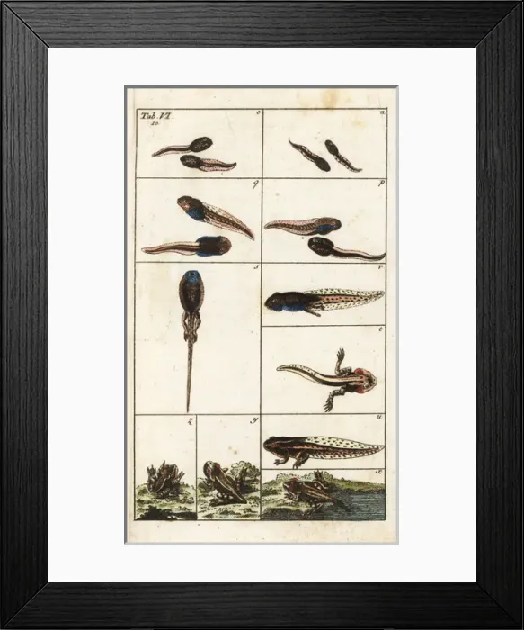 Framed Print : Common brown frog, Rana temporaria Framed Print : Common brown frog, Rana temporaria