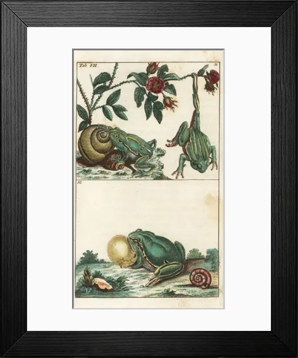 Framed Print : European and Italian tree frogs Framed Print : European and Italian tree frogs
