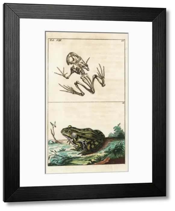 Framed Print : Frog skeleton and edible frog, Pelophylax kl esculentus Framed Print : Frog skeleton and edible frog, Pelophylax kl esculentus