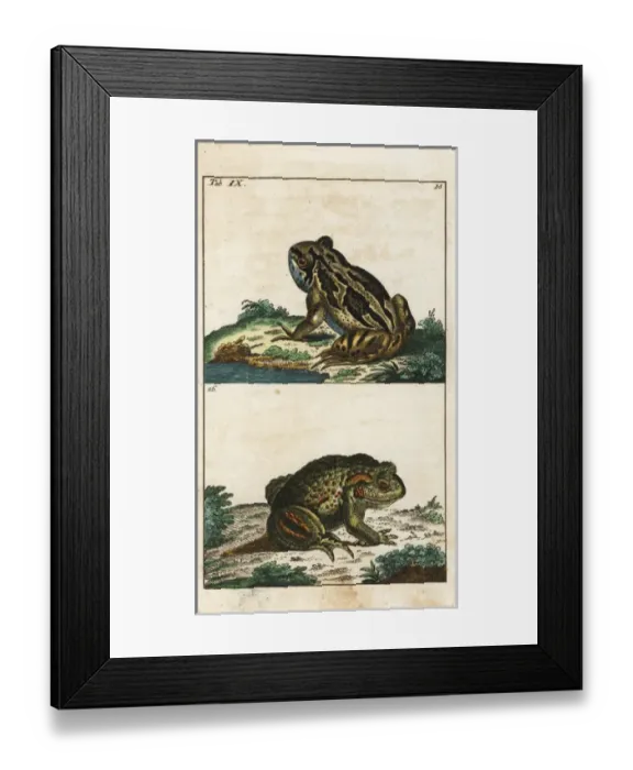 Framed Print : Common toad, Bufo bufo Framed Print : Common toad, Bufo bufo