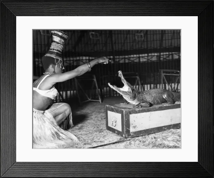 Framed Print : Woman with alligator, Chipperfields Circus Framed Print : Woman with alligator, Chipperfields Circus